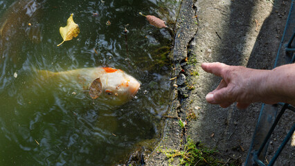Colors on the water surface. Colors on the water surface of the carp pond.