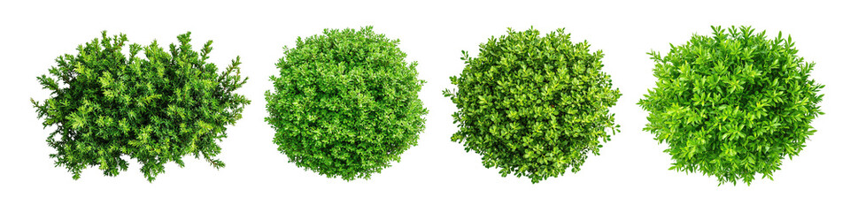 Fototapeta premium Round green bushes viewed from above with lush foliage texture. Dense ornamental shrubs in spherical shapes for garden and landscaping.