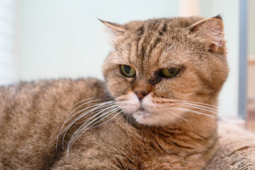 Cat with scabies disease that attacks the eyes. Cat with eye infection looking at camera. Sick Cat eye half closed from pain.