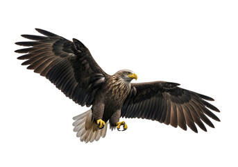 Fototapeta premium A magnificent sea eagle soars against a black backdrop, showcasing its powerful wings in full flight.