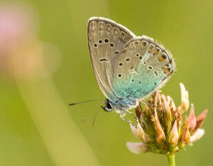 Obraz premium butterfly on a flower