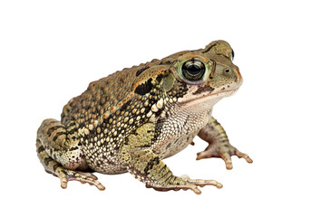Fototapeta premium Detailed close-up of a speckled toad, showcasing its intricate skin patterns and large, expressive eyes against a pure black background.