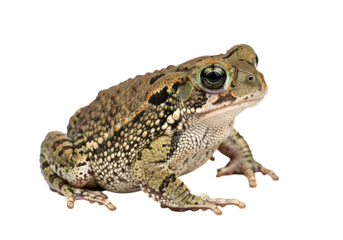 Detailed close-up of a speckled toad, showcasing its intricate skin patterns and large, expressive eyes against a pure black background.