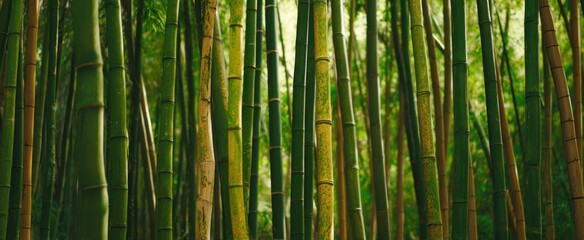 Fototapeta premium The Bamboo Stalks of a Lush Green Forest Bathed in Soft Sunlight