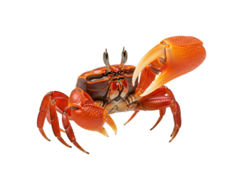 Vibrant red crab with dark accents displays strong claws against a black background.