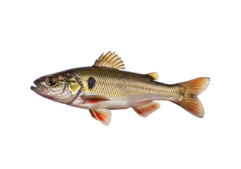 Detailed profile view of a fish, showcasing its scales, fins, and body structure against a stark black background.