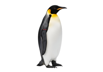 Detailed profile view of an emperor penguin, showcasing its striking black and white plumage against a stark black background.
