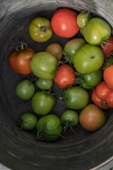 A variety of colorful, ripe, and unripe tomatoes fill a metal container.