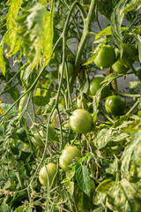 Green tomatoes growing on a vine in a garden, ready for harvest and healthy eating.