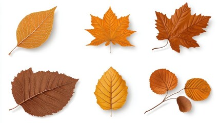 Autumn Leaf Collection: Orange, Brown Foliage