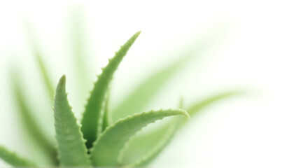 A close-up shot showcasing the vibrant green succulent plant aloe vera in detail with a soft and