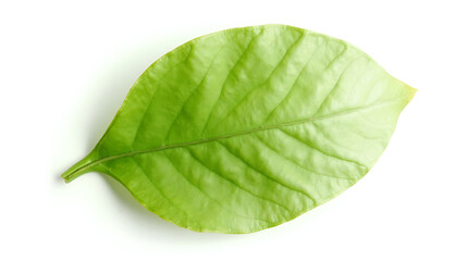 Single isolated green leaf showcasing its intricate veins and vibrant color on white