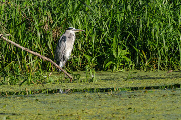 Blue heron no.3, Ardea herodias over the river