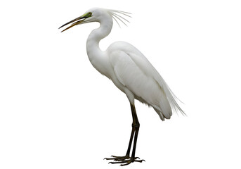 Obraz premium A solitary white heron stands out against a pure black backdrop, showcasing its elegant plumage and attentive posture.