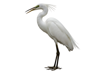 A solitary white heron stands out against a pure black backdrop, showcasing its elegant plumage and attentive posture.