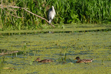 Wild birds, a heron and wild ducks on the river