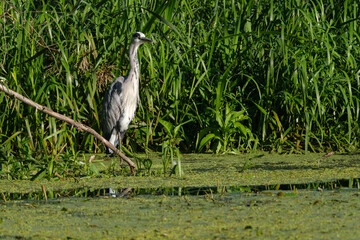 Blue heron no.1, Ardea herodias over the river