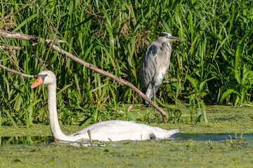 Wild birds, a swan, and a heron on the river in the park