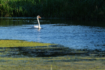 White swan no.1 on the river in the park 