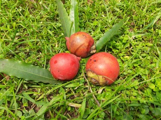 Bactris gasipaes fruits. Its common names Chontaduro fruit and Peach Palm fruit. It  is a species of palm native to the tropical forests of Central and South America.