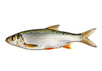 Fototapeta premium A side view showcases a small fish, exhibiting a silver-gray scale pattern and orange fins against a black backdrop.