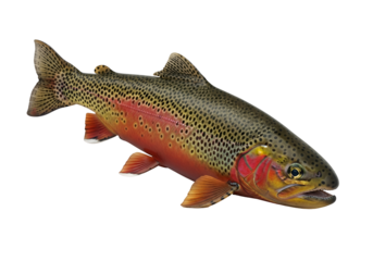 A detailed, vivid representation of a speckled trout, showcasing its intricate patterns and colors against a stark black backdrop.