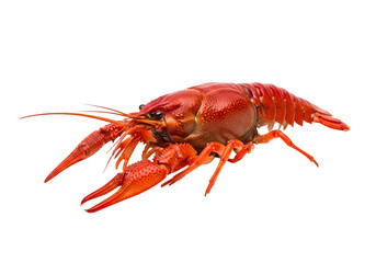 Vibrant red crayfish, a detailed close-up against a black background, showcases the intricate textures and details of the crustacean.
