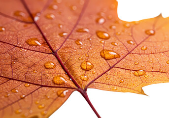 Fototapeta premium Autumn Leaf with Dew Drops isolated on transparent background