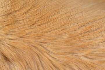 golden retriever labrador dog hair close up. dog hair texture	