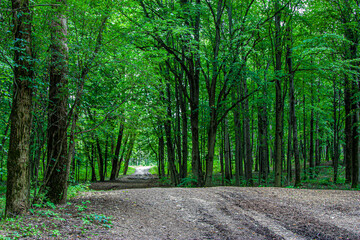 Scenic view of dirt path through a lush green forest. Bright leaves and trees frame the path, creating a serene atmosphere, ideal for hiking or nature walks. Path for walking and reflection