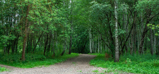 Scenic view of dirt path through a lush green forest. Bright leaves and trees frame the path, creating a serene atmosphere, ideal for hiking or nature walks. Path for walking and reflection