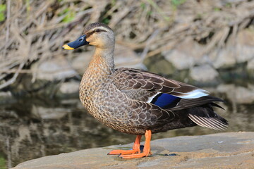 A Little Model Spot-Billed Duck on a Stone