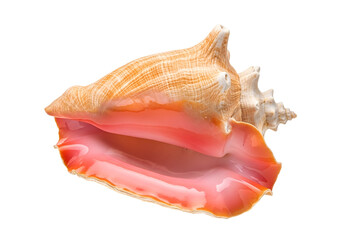 Close-up of a vibrant, natural seashell with a captivating blend of warm beige and striking pink hues, against a stark black backdrop.