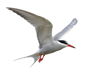 A graceful arctic tern soars through a black backdrop, showcasing its elegant wings and striking black and white plumage.