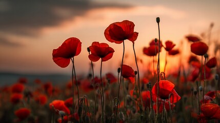 Obraz premium Red poppies stand tall in a field at sunset