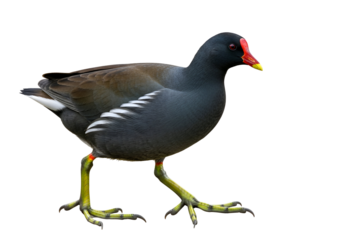 A detailed side view of a water bird, showcasing its rich plumage, vibrant colors, and elegant stance against a black background.