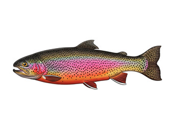 Naklejka premium A detailed illustration of a rainbow trout, showcasing its vibrant colors and intricate markings against a stark black background.