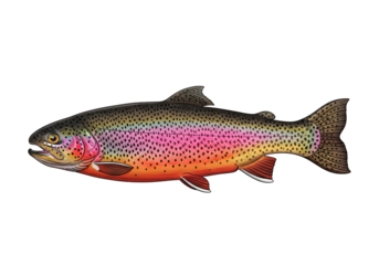 A detailed illustration of a rainbow trout, showcasing its vibrant colors and intricate markings against a stark black background.