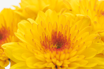 オレンジ色のスプレー菊を白背景でマクロ撮影26