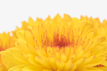 オレンジ色のスプレー菊を白背景でマクロ撮影23