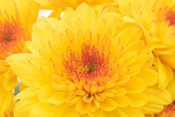 オレンジ色のスプレー菊を白背景でマクロ撮影30