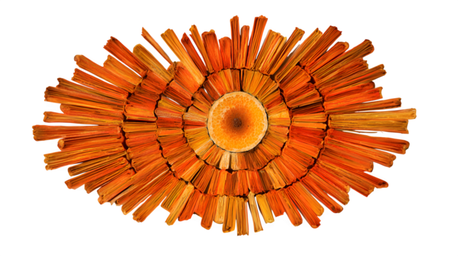 A resin art piece depicting an abstract "sunburst" using radiating dried orange peels, showcasing their texture and vibrant color in a dynamic composition, isolated on a Transparent Background