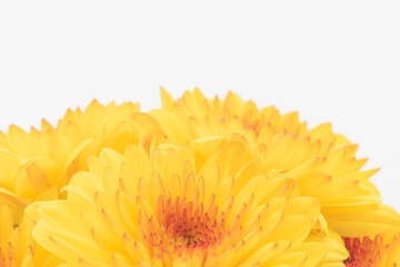 オレンジ色のスプレー菊を白背景でマクロ撮影37
