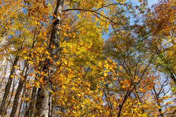 Fototapeta premium カヤの平の森