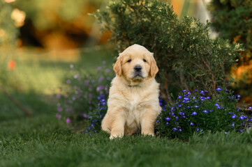 puppy dog golden retriever labrador 1 month in the summer outdoors in the park. cute puppy for sale