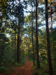 autumn in the forest