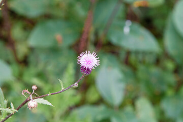 Pink flower. Thistle flower against green background. Little pink flower for background, post, screensaver, wallpaper, postcard, banner