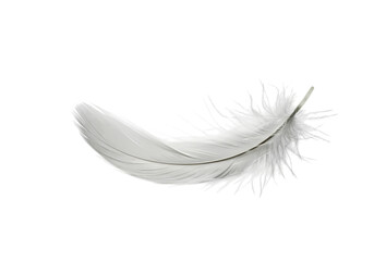 Single Grey Feather on White isolated on transparent background