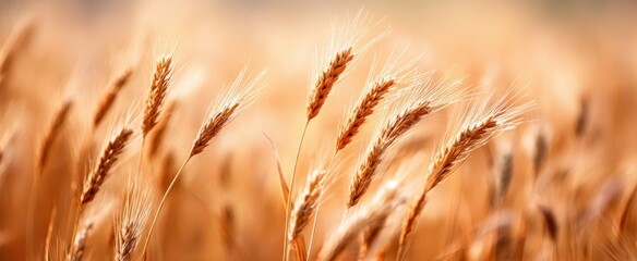 Fototapeta premium The Wheat Ears in a Golden Field at Sunset with Soft Bokeh Background