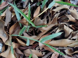 close-up of a carpet of dry leaves scattered on the ground
